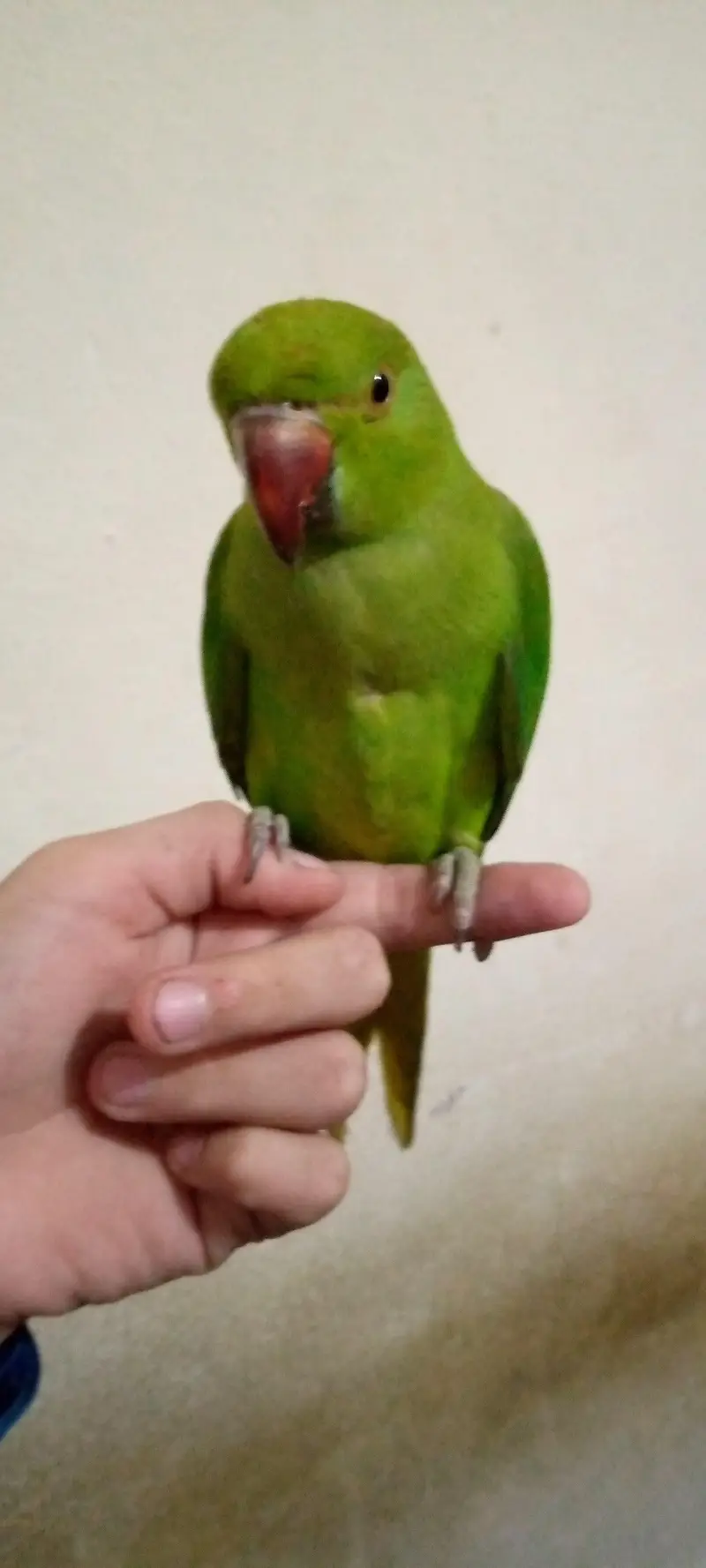 Mashallah Green parrot Sell — photo 2