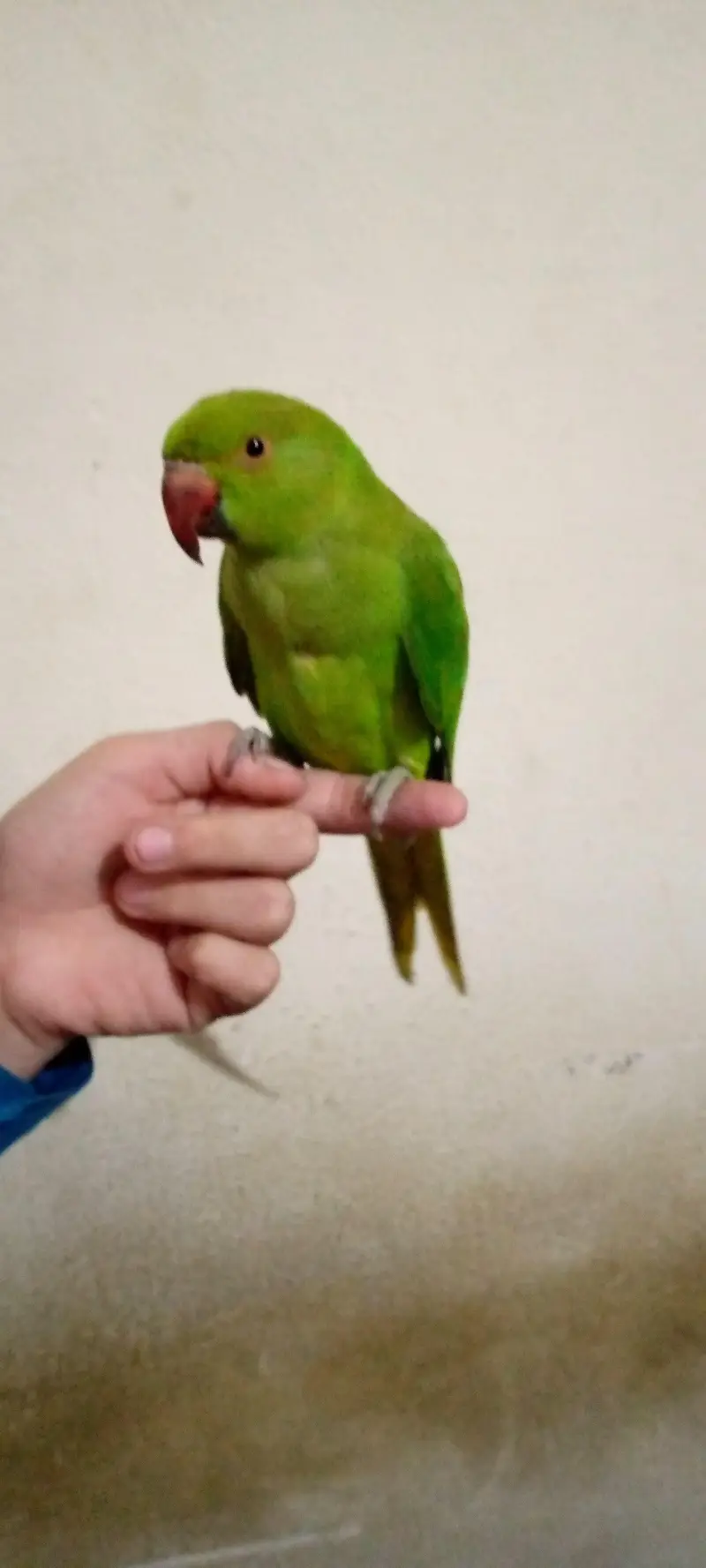 Mashallah Green parrot Sell — photo 3