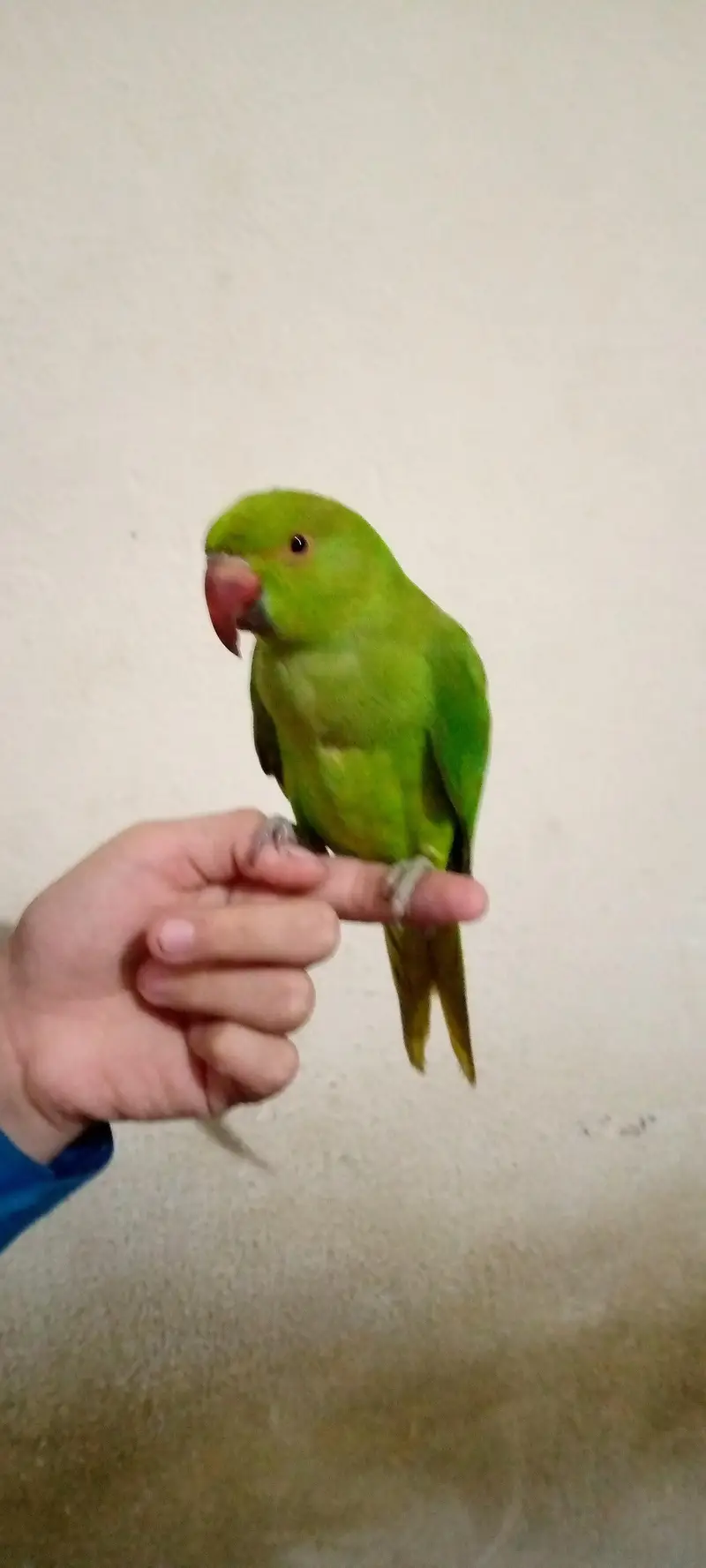 Mashallah Green parrot Sell — photo 4