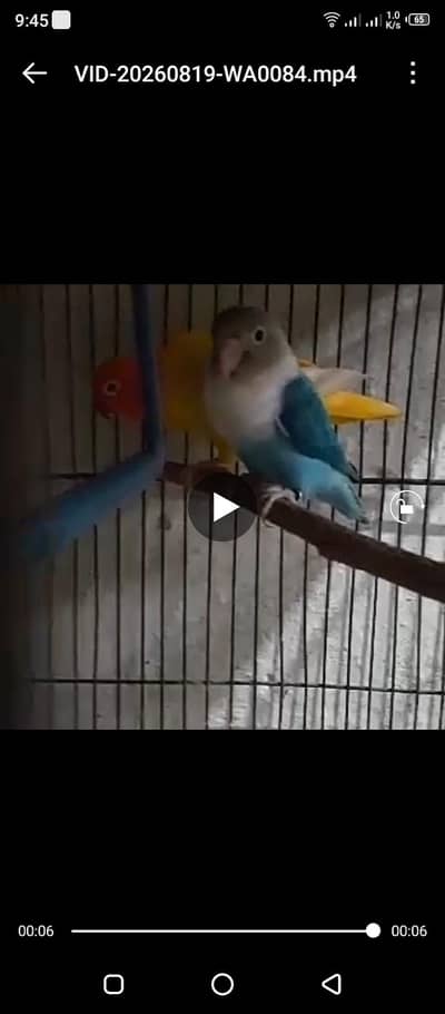 lutino red eye female x blue opline possible ino male comfrm pair