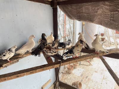 Pigeons | kabootar | for sale