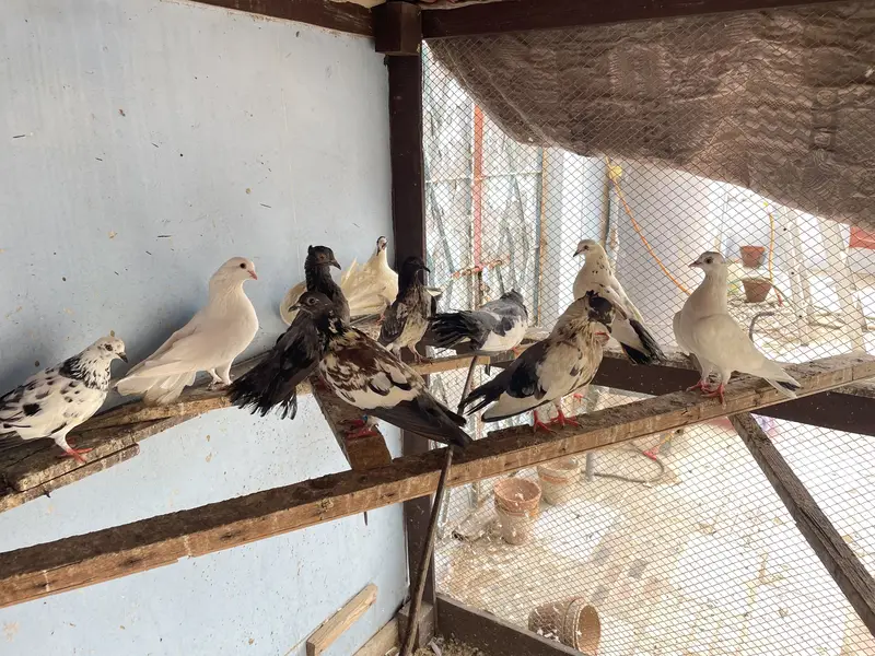 Pigeons | kabootar | for sale