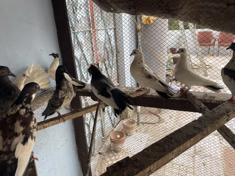 Pigeons | kabootar | for sale — photo 2