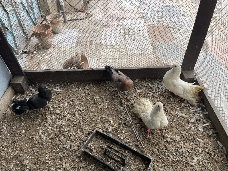 Pigeons | kabootar | for sale — photo 3