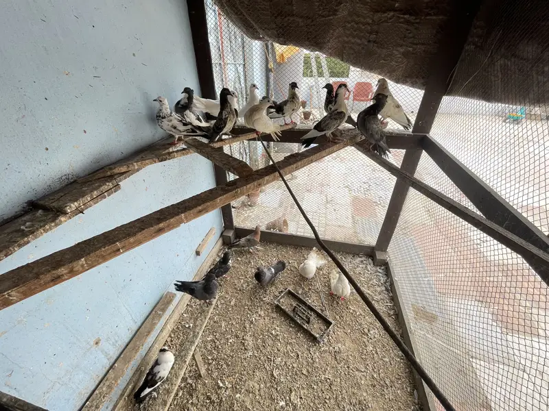 Pigeons | kabootar | for sale — photo 4