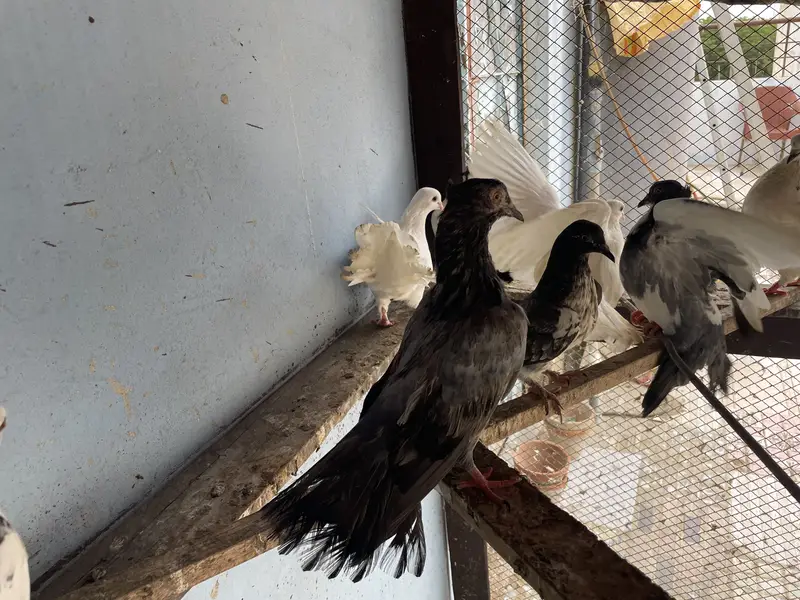 Pigeons | kabootar | for sale — photo 5