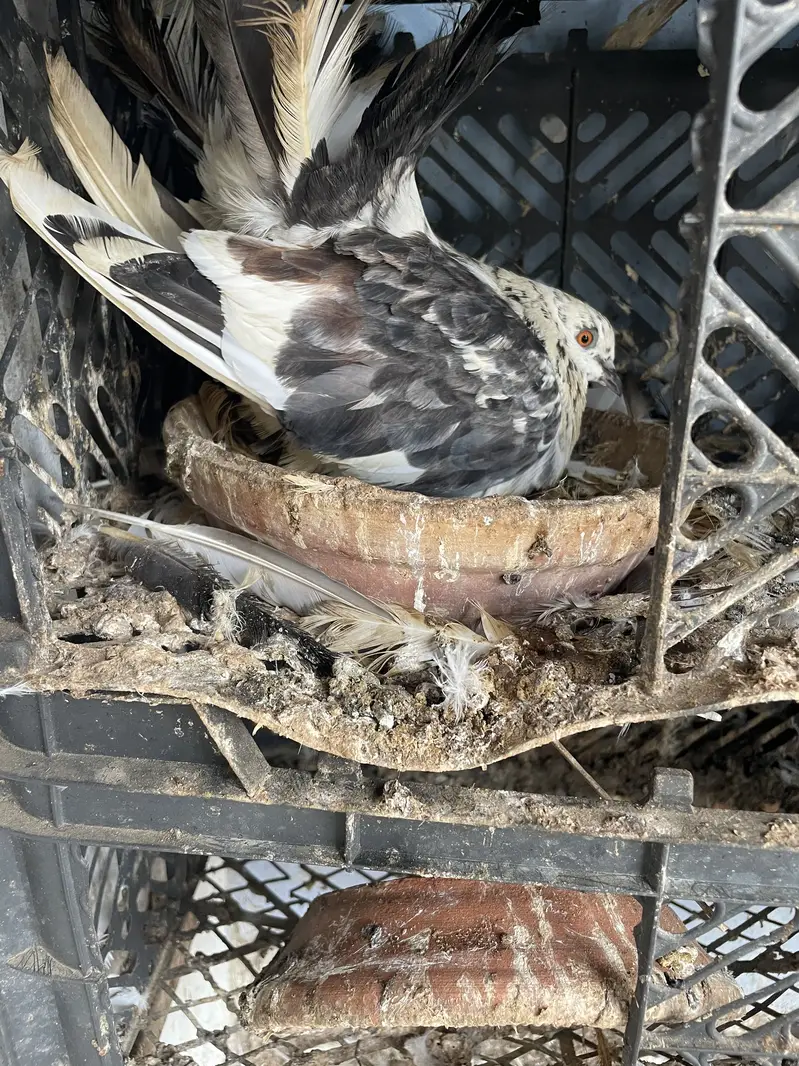 Pigeons | kabootar | for sale — photo 6