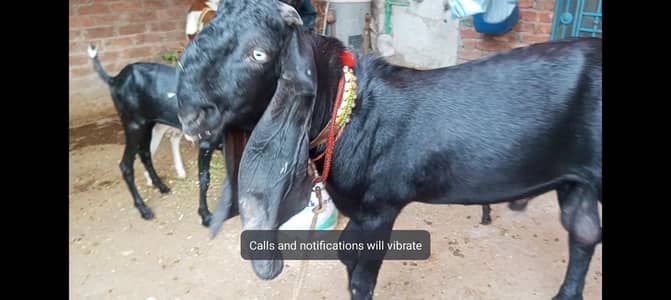 Pure amritsari betal bakra