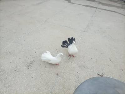 fantail pair with chick
