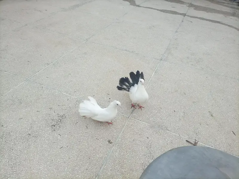 fantail pair with chick