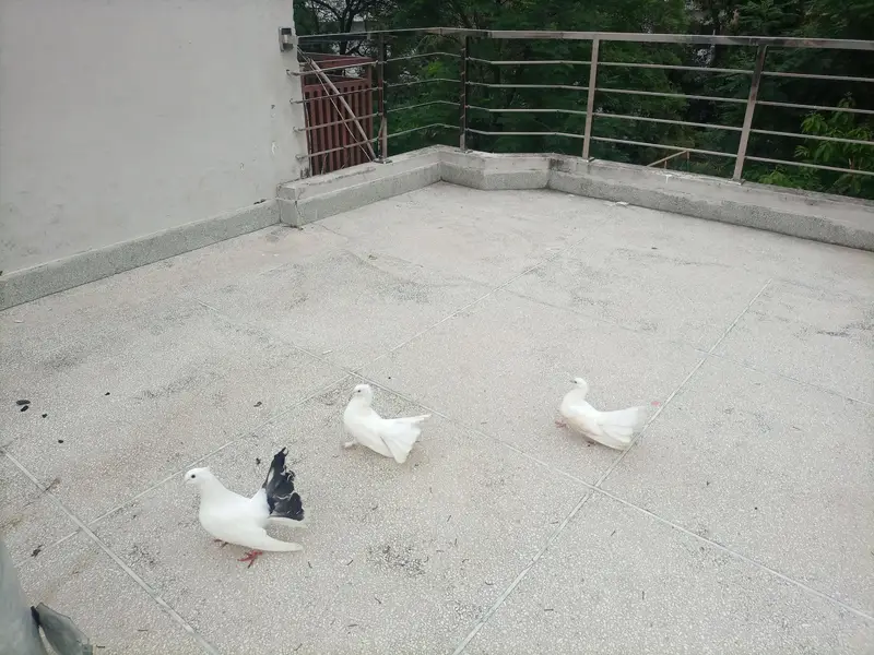 fantail pair with chick — photo 5