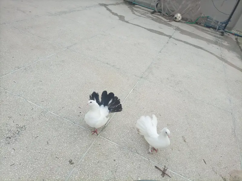 fantail pair with chick — photo 6