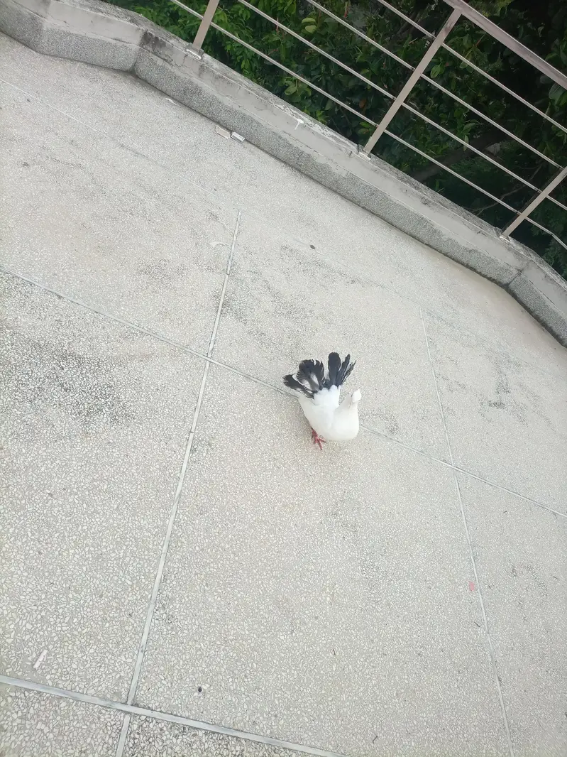 fantail pair with chick — photo 9