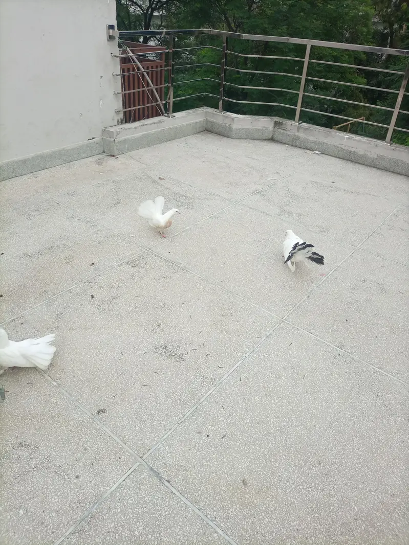 fantail pair with chick — photo 10