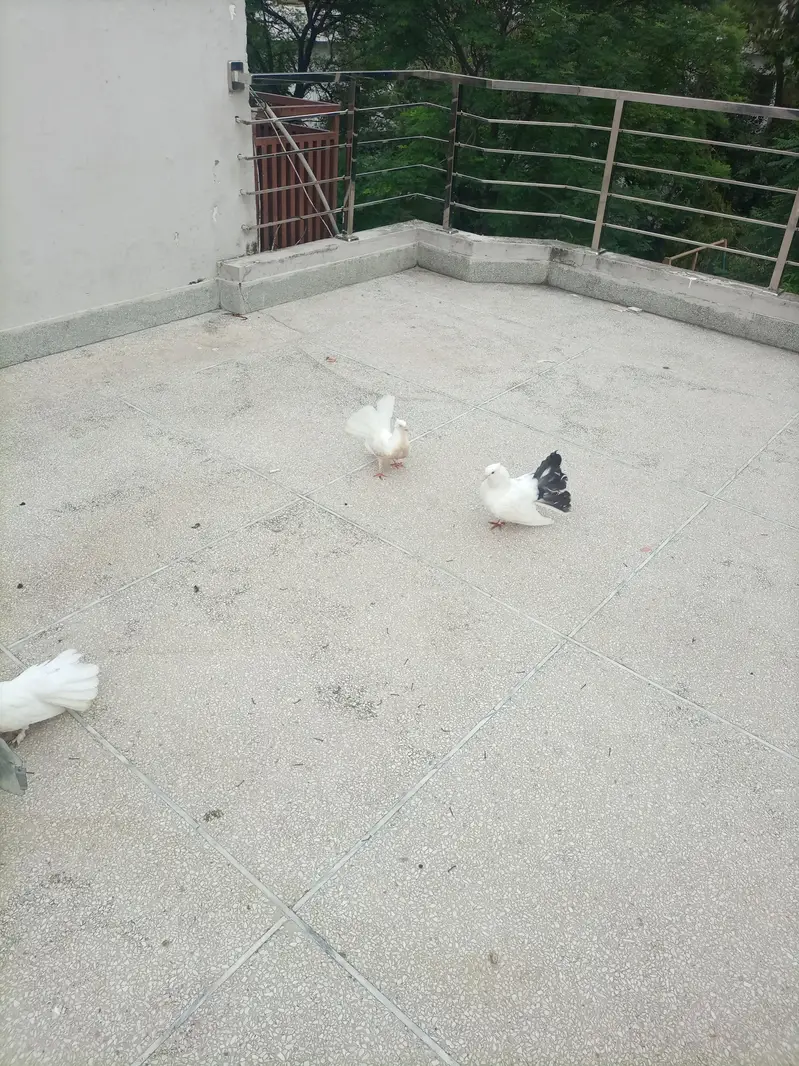 fantail pair with chick — photo 11