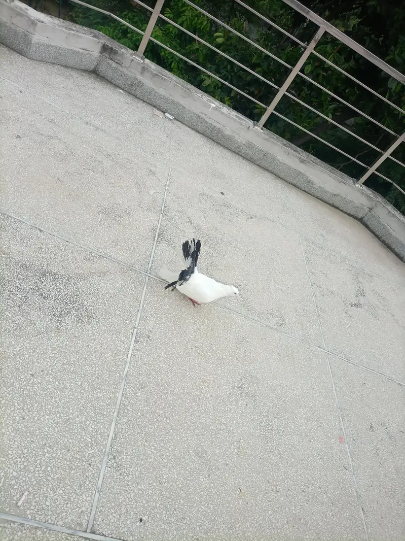 fantail pair with chick — photo 12