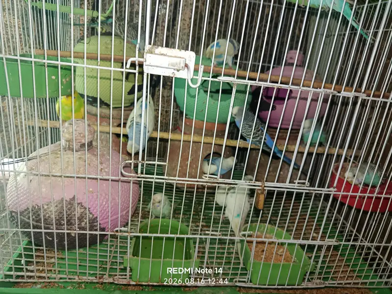Australian Parrot — photo 2