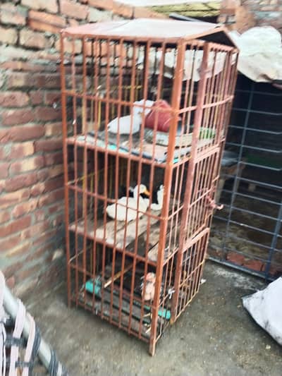ganoyi and vet cross patha pathiyaan and 3 portion cage