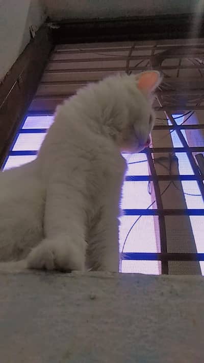 cat for sale