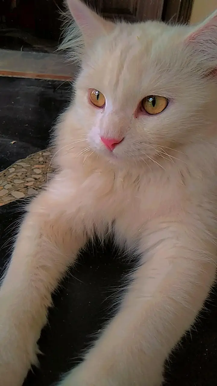cat for sale — photo 2