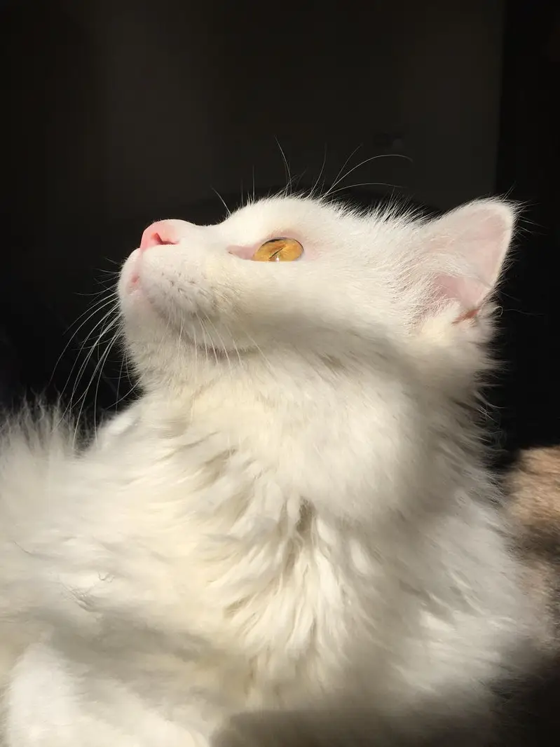 cat for sale — photo 3