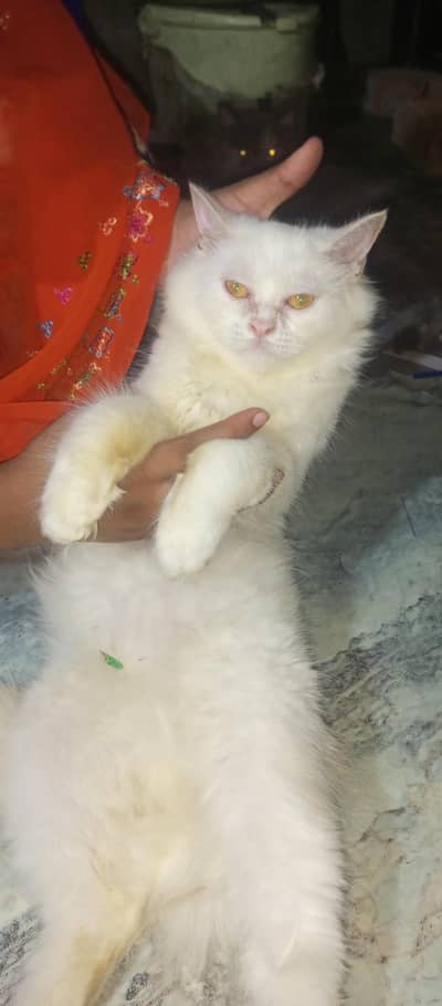 punch face female on paid adoption