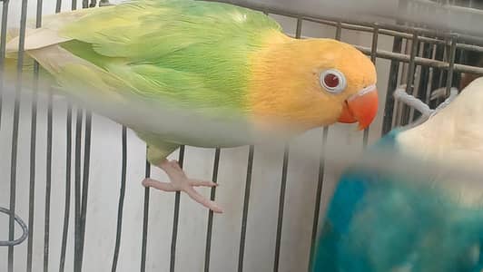 aqua & parblue opline fellow  awesome  birds  03323546786