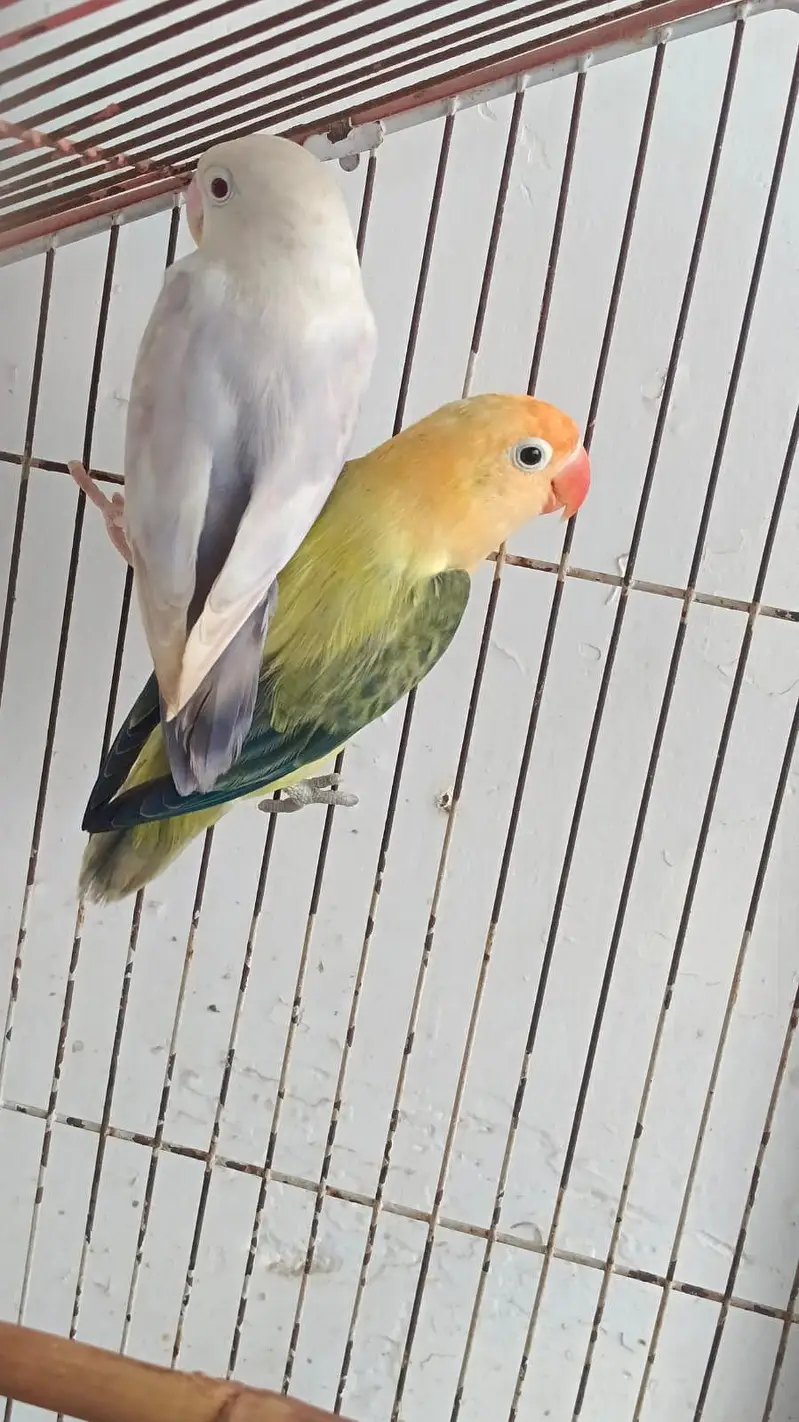 aqua & parblue opline fellow  awesome  birds  03323546786 — photo 2