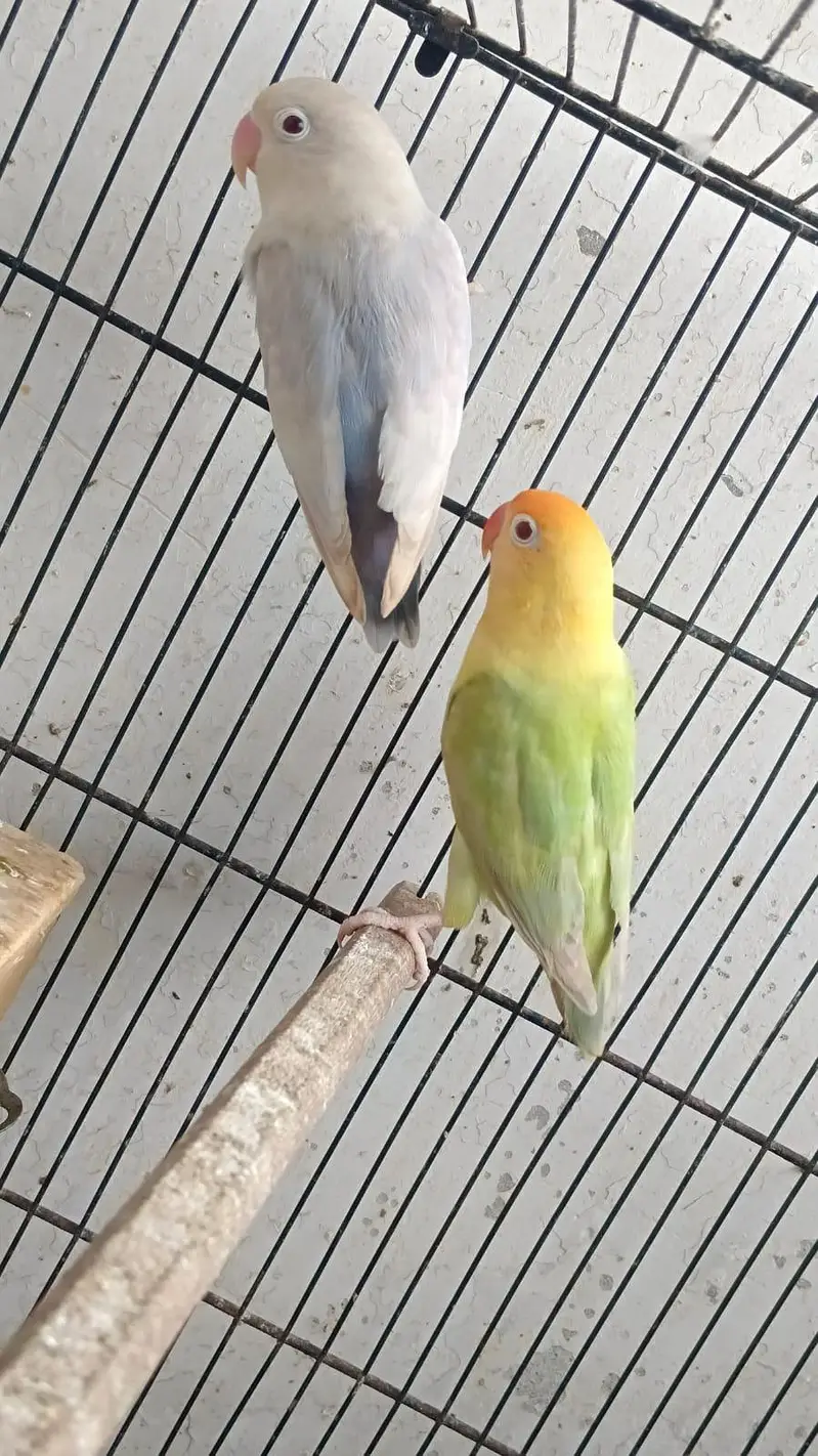 aqua & parblue opline fellow  awesome  birds  03323546786 — photo 3
