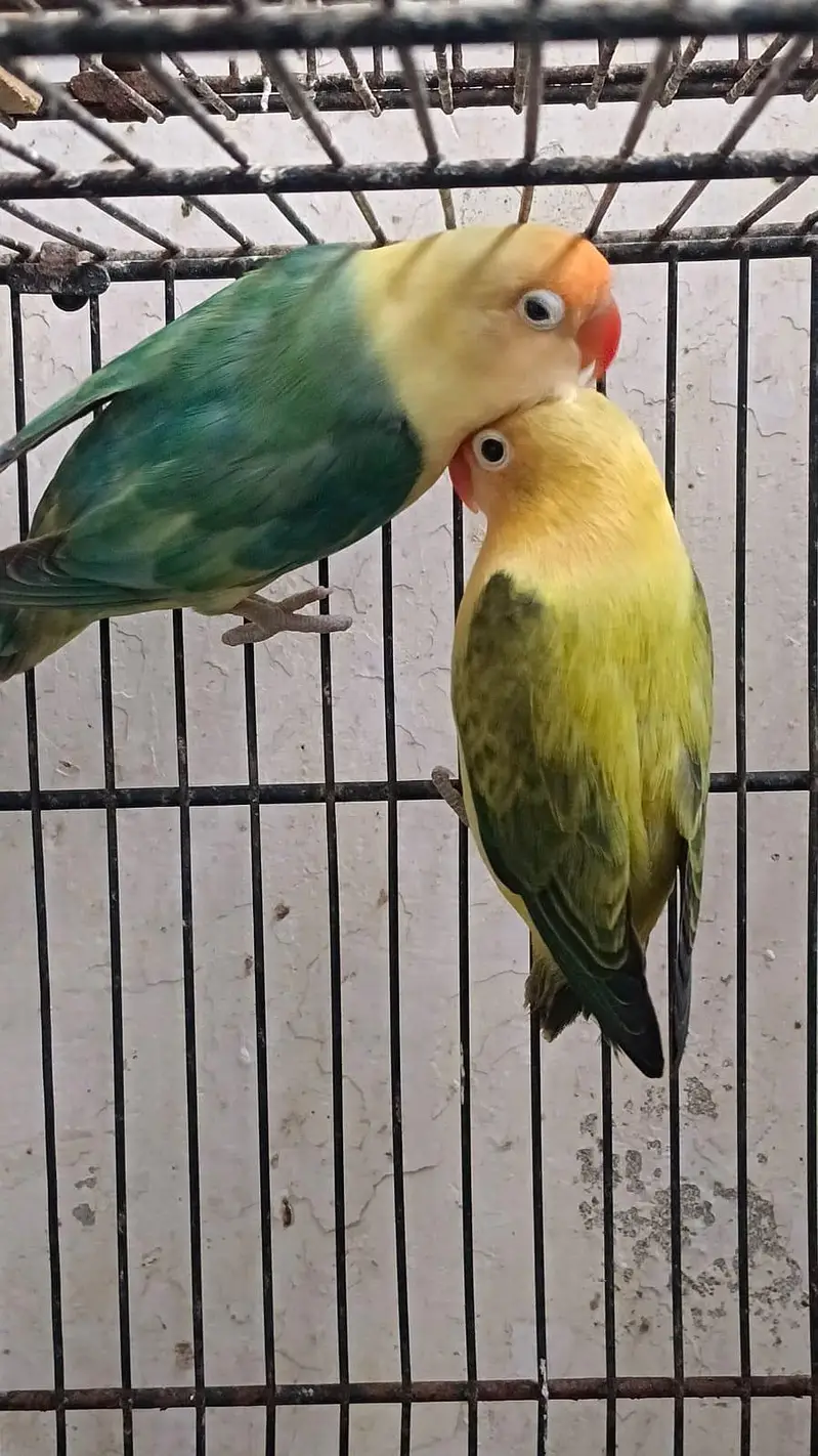 aqua & parblue opline fellow  awesome  birds  03323546786 — photo 4
