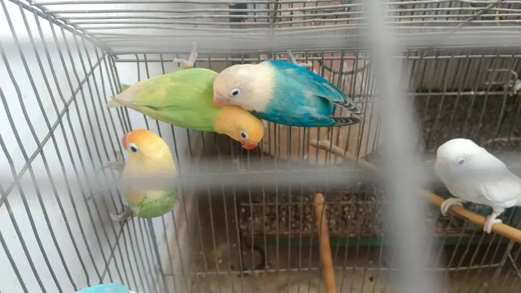 aqua & parblue opline fellow  awesome  birds  03323546786 — photo 5