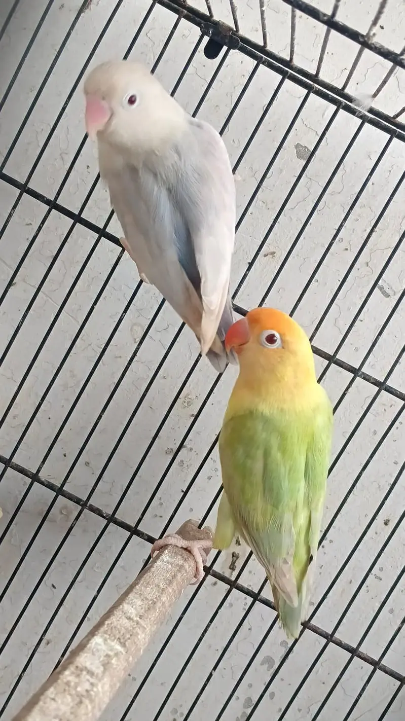 aqua & parblue opline fellow  awesome  birds  03323546786 — photo 6