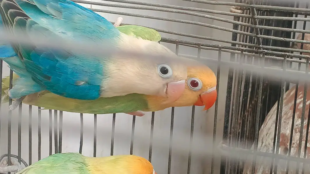 aqua & parblue opline fellow  awesome  birds  03323546786 — photo 7