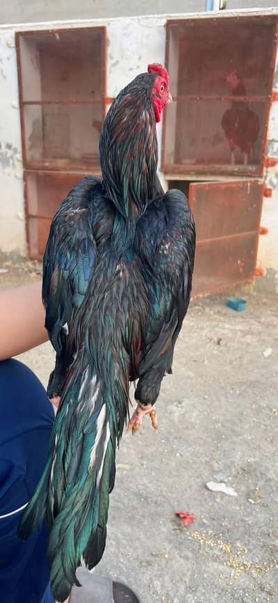 Aseel Lasani hen for sale