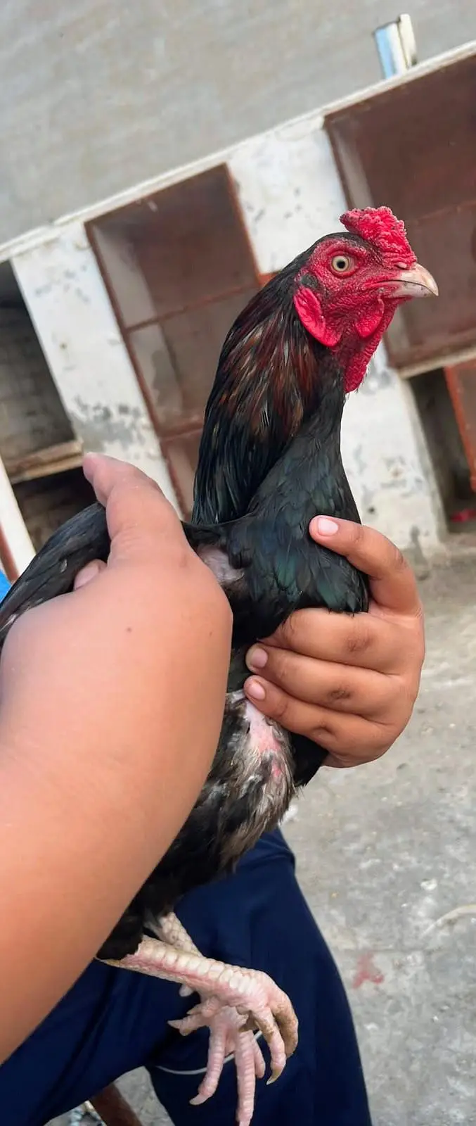 Aseel Lasani hen for sale — photo 2