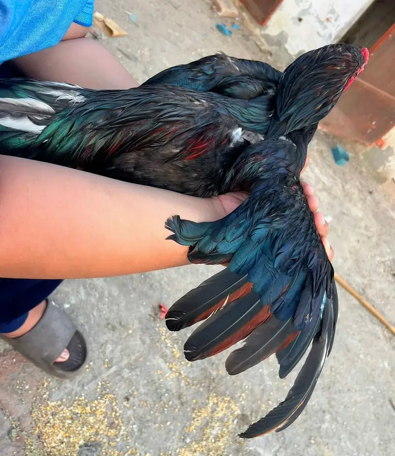 Aseel Lasani hen for sale — photo 3