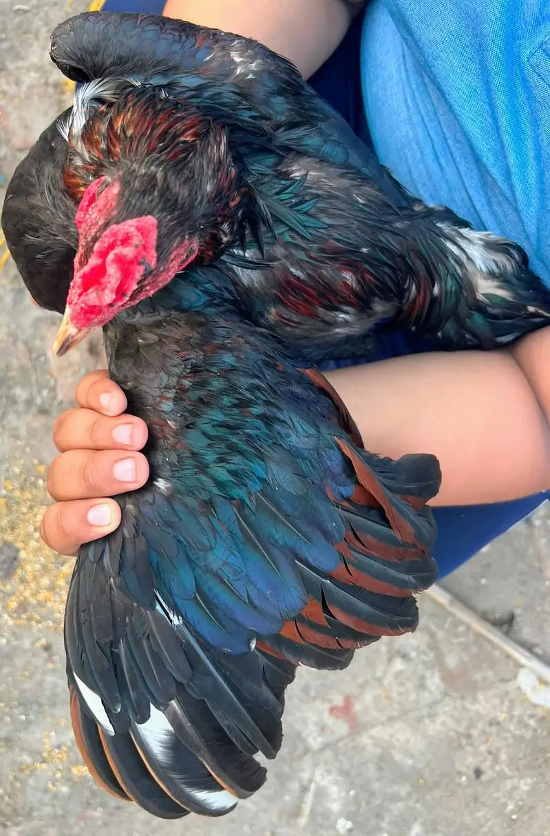 Aseel Lasani hen for sale — photo 5