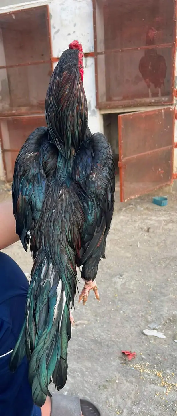 Aseel Lasani hen for sale — photo 6