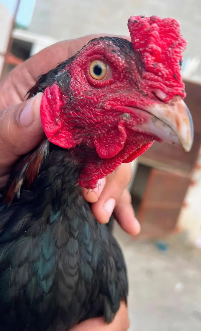 Aseel Lasani hen for sale — photo 7