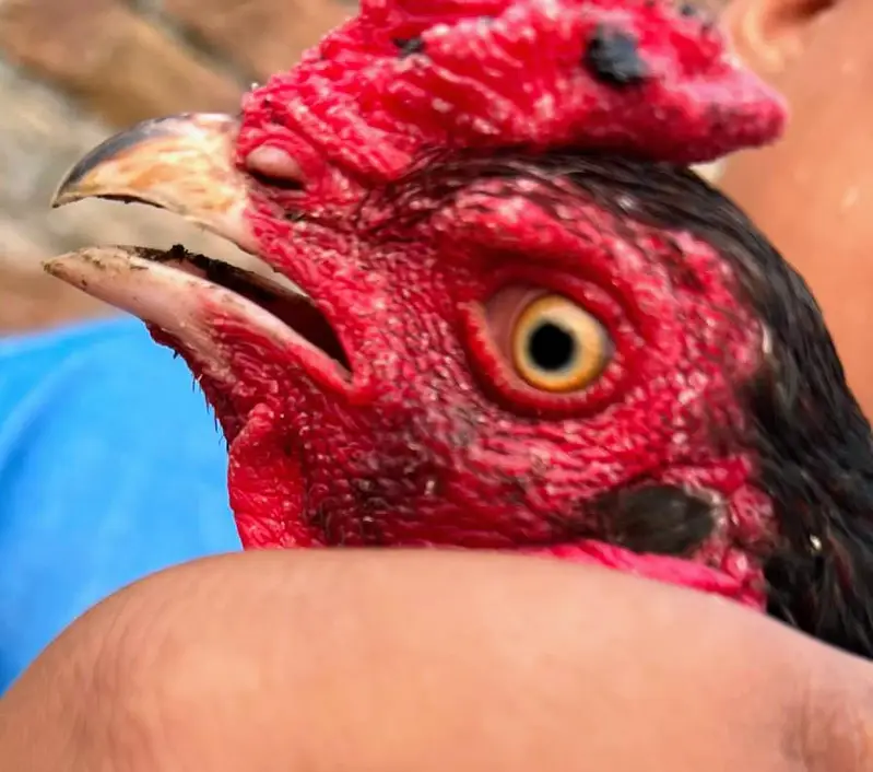 Aseel Lasani hen for sale — photo 8