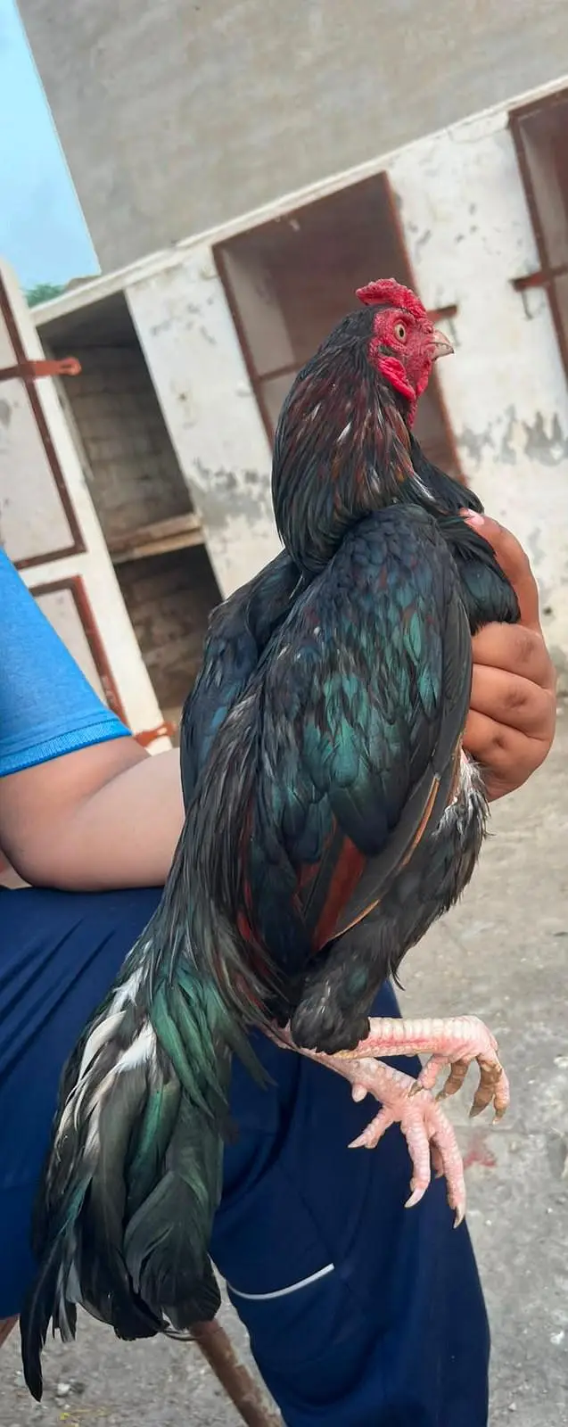 Aseel Lasani hen for sale — photo 9