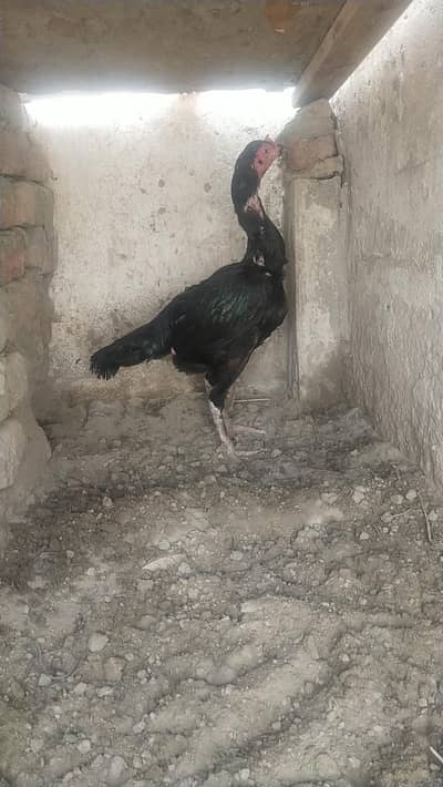 aseel long hited