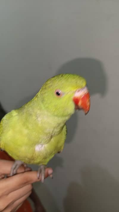 Green Parrot