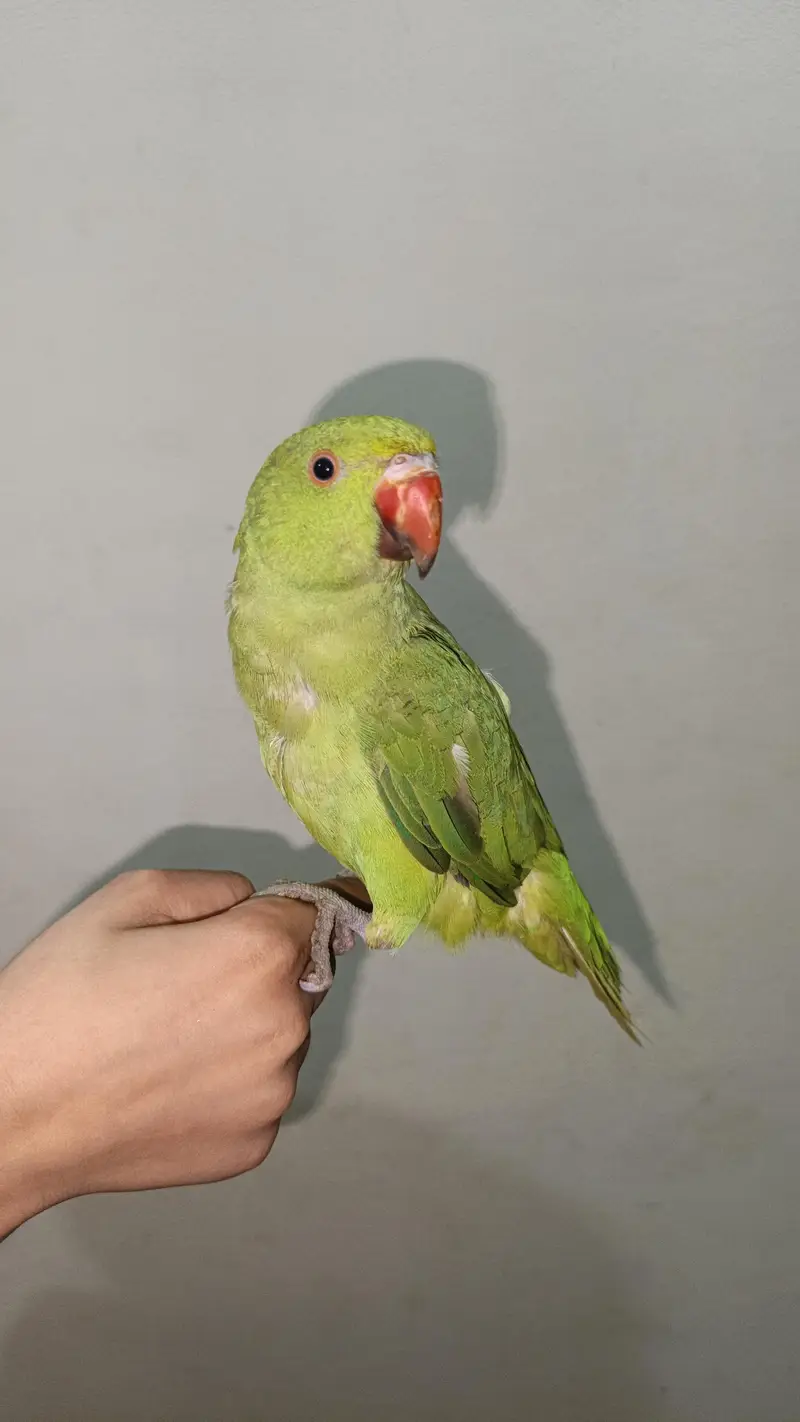 Green Parrot — photo 2