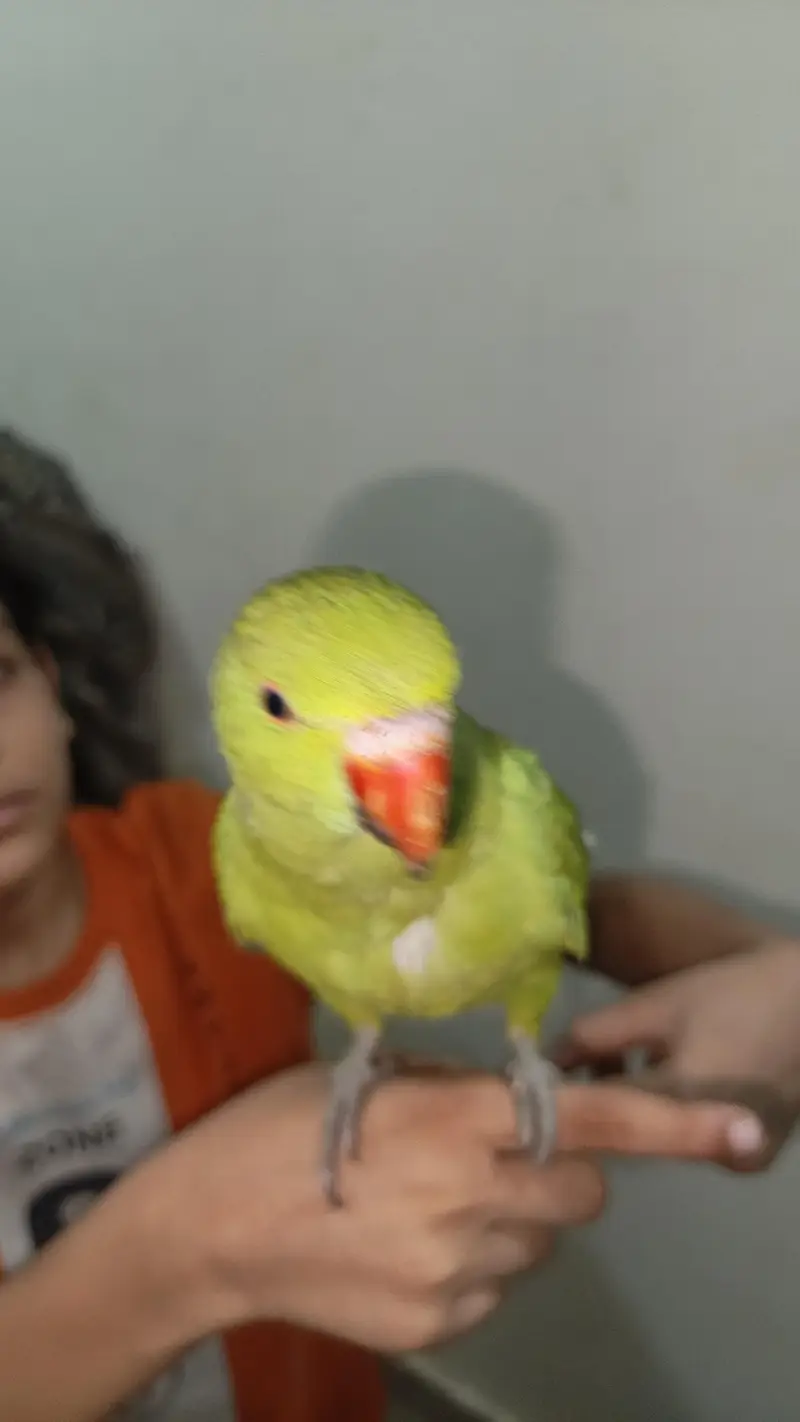 Green Parrot — photo 3