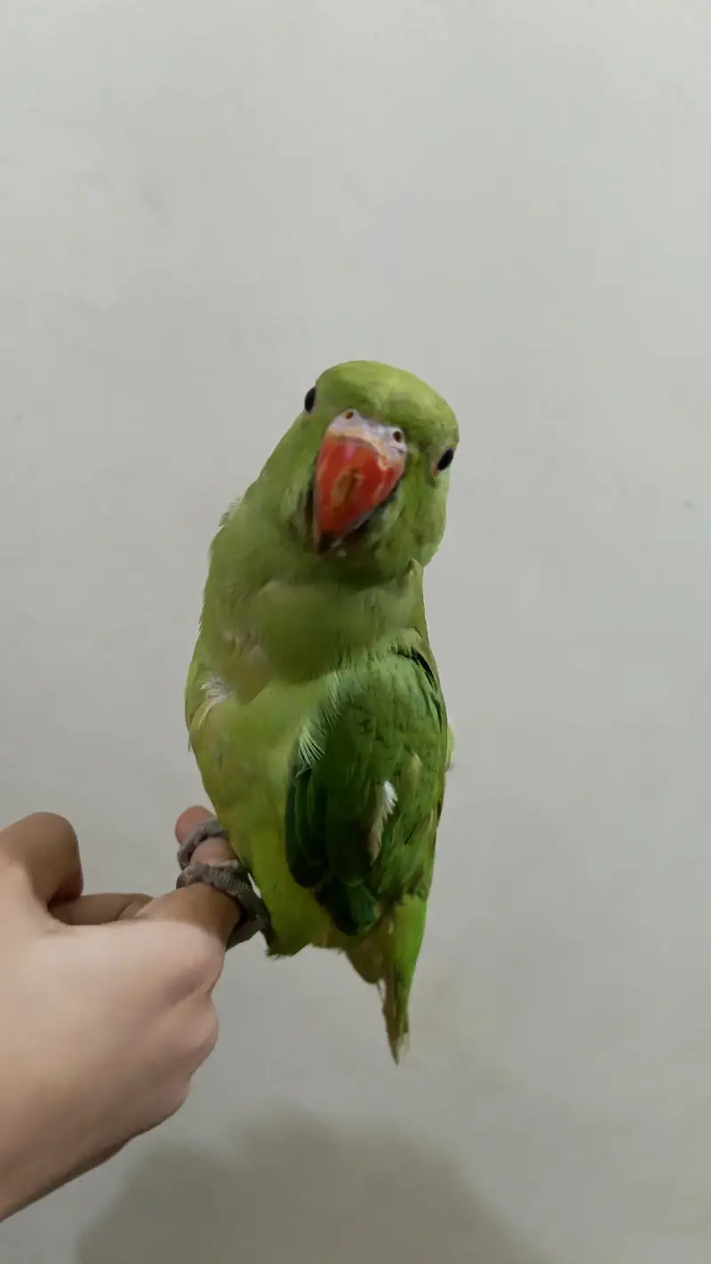 Green Parrot — photo 4