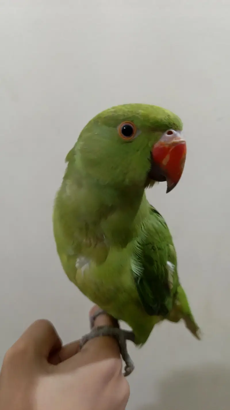 Green Parrot — photo 5