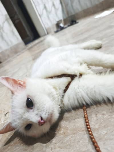 Persian cat baby