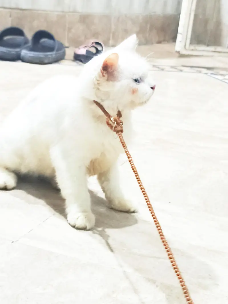 Persian cat baby — photo 2