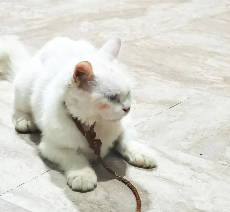 Persian cat baby — photo 3